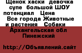Щенок хаски, девочка супе, большой ШОУ потенциал › Цена ­ 50 000 - Все города Животные и растения » Собаки   . Архангельская обл.,Пинежский 